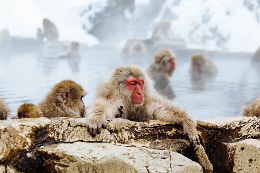 Private Snow Monkey Tour: From Nagano City / Ski Resorts