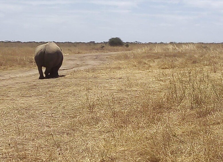 Picture 3 for Activity 8 Days Nakuru, Masai Mara, Serengeti, Ngorongoro & L Manyara