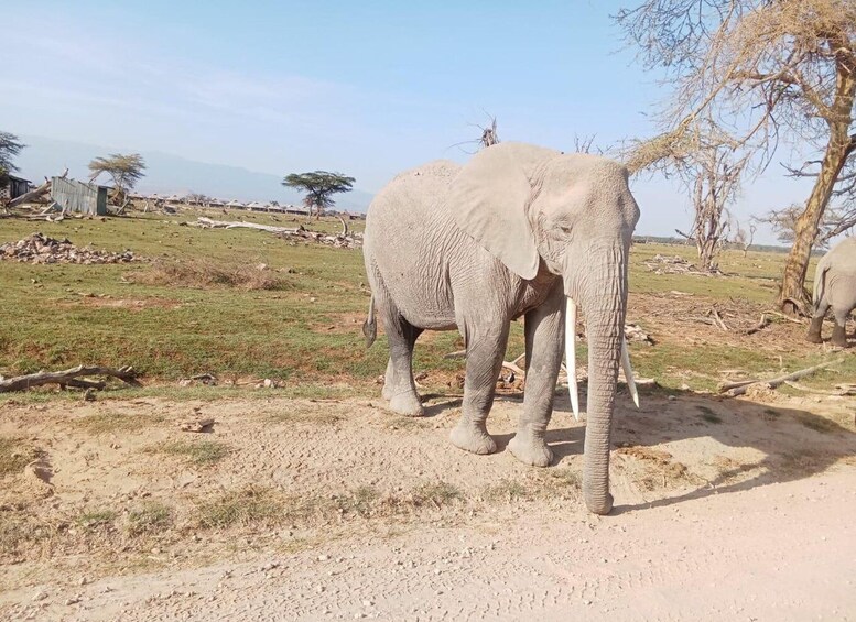 Picture 6 for Activity 8 Days Nakuru, Masai Mara, Serengeti, Ngorongoro & L Manyara