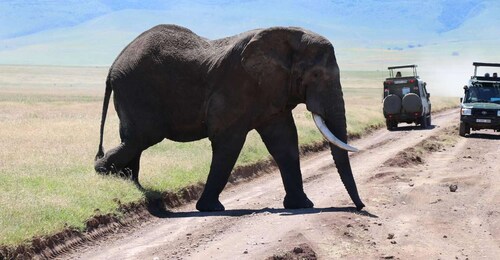 8 días en Nakuru, Masai Mara, Serengeti, Ngorongoro y La Manyara