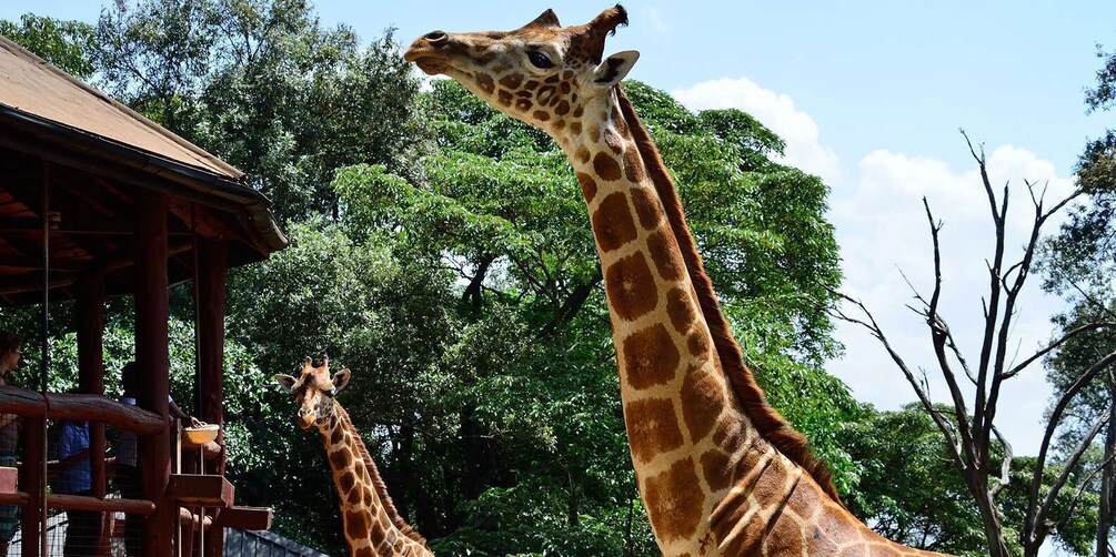 Picture 11 for Activity Giraffe Center, Elephant Orphanage and Bomas of Kenya Tour