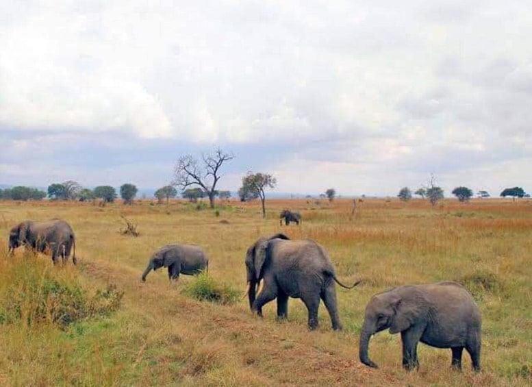 Picture 1 for Activity Safari Day trip from Zanzibar to Mikumi