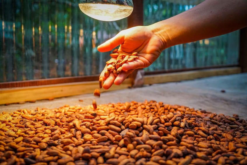 Picture 12 for Activity La Fortuna: Coffee and Chocolate Farm Tour