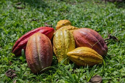 La Fortuna: Coffee and Chocolate Farm Tour