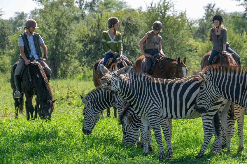 Picture 2 for Activity The Private Great Africa Escape 11 Days, Cape Town to Chobe