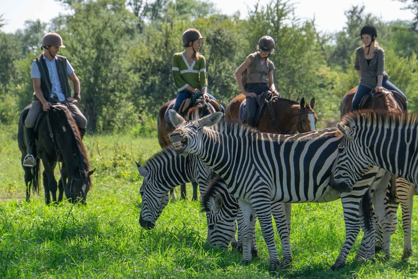 Picture 2 for Activity The Private Great Africa Escape 11 Days, Cape Town to Chobe