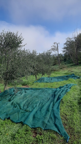 Picture 2 for Activity Passeggiando nell'uliveto: come nasce l'olio extrav d'oliva?