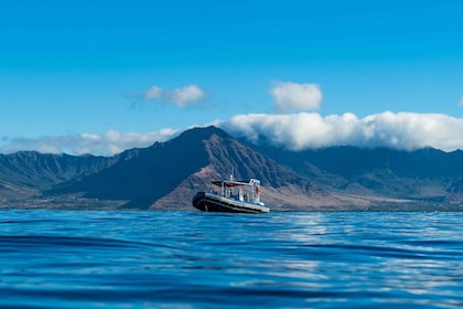 Oahu: Dolphin Swim and Snorkelling Speedboat Tour