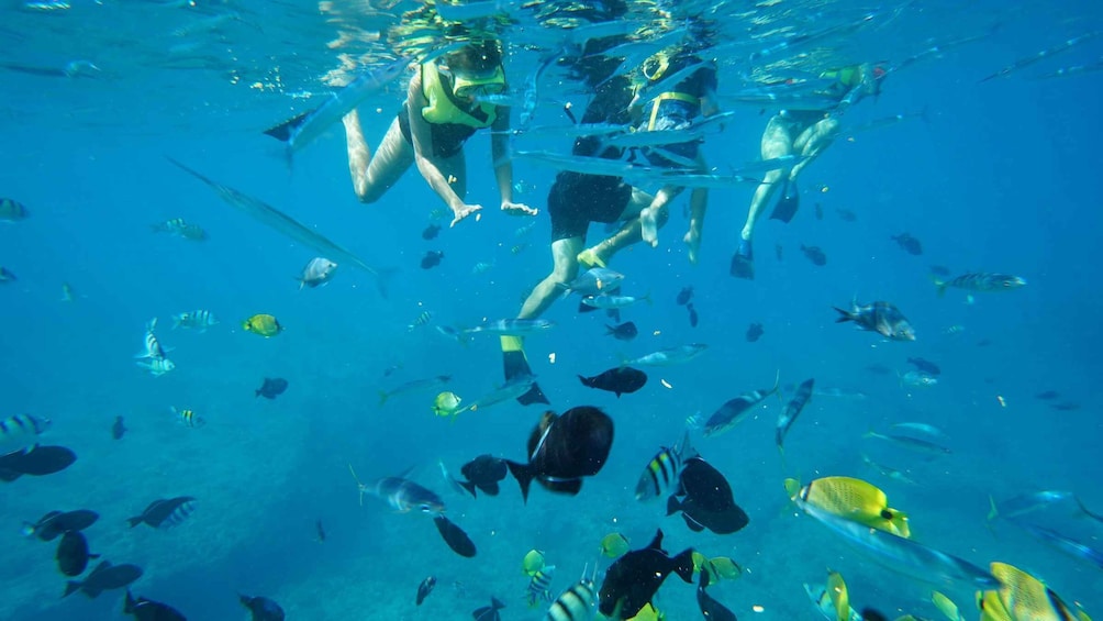 Picture 11 for Activity Oahu: Dolphin Swim and Snorkeling Speedboat Tour