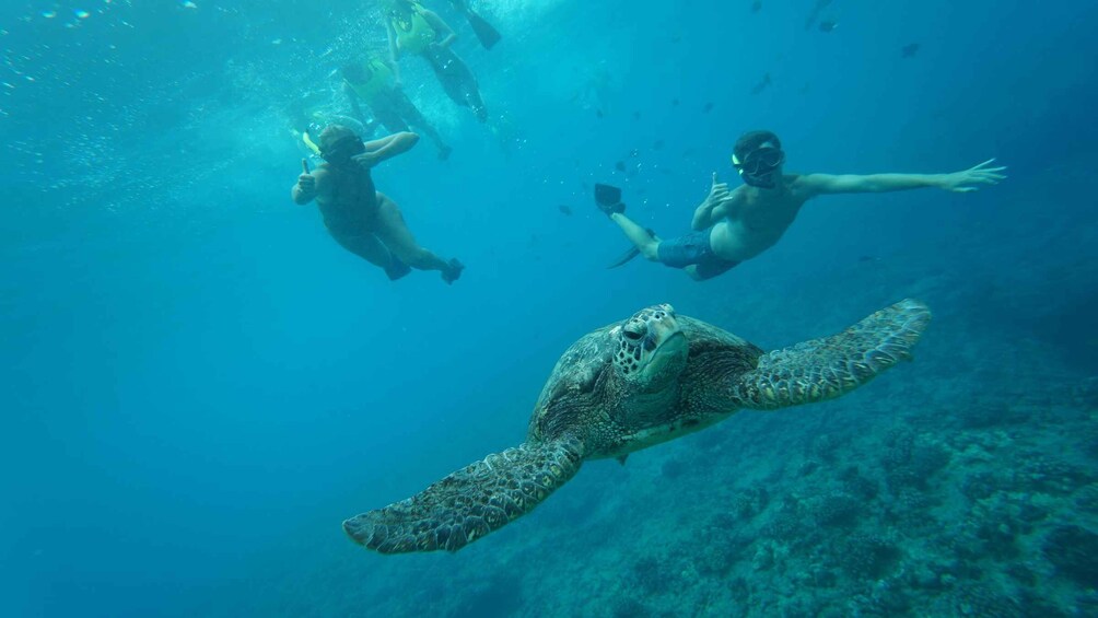 Picture 13 for Activity Oahu: Dolphin Swim and Snorkeling Speedboat Tour