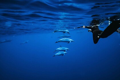 Oahu: Speedboat Snorkeling Adventure and Wild Dolphin Swim
