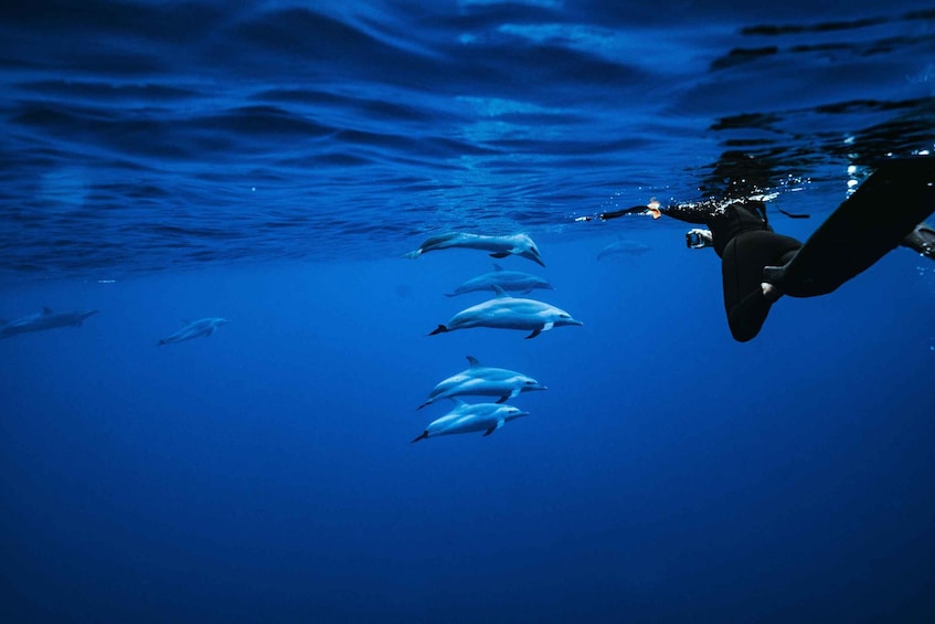 Picture 2 for Activity Oahu: Dolphin Swim and Snorkeling Speedboat Tour