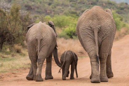 Deluxe Safari of Pilanesberg Nature Reserve