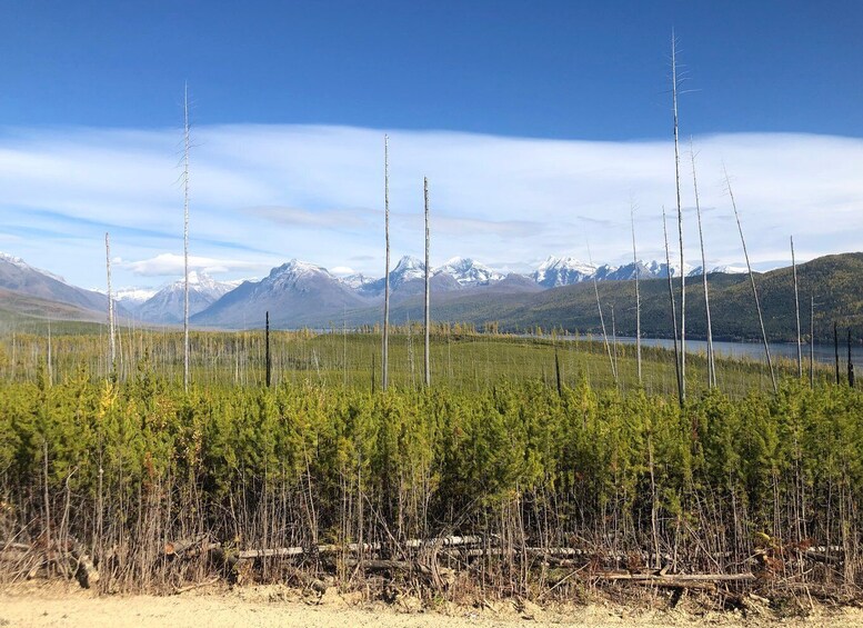 Picture 3 for Activity From Whitefish: West Glacier & Polebridge Day Tour