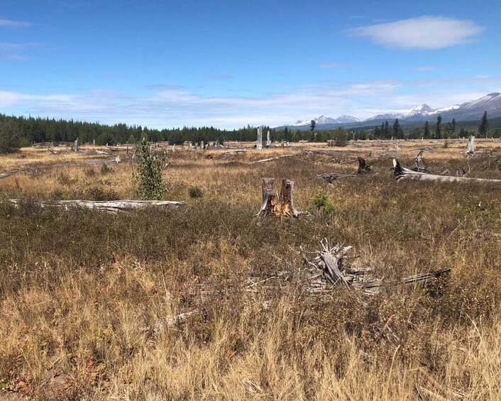 Picture 4 for Activity From Whitefish: West Glacier & Polebridge Day Tour