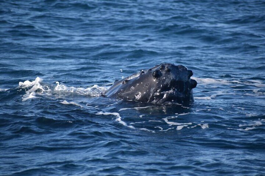 Winter Whale Watching Adventure in Kauai