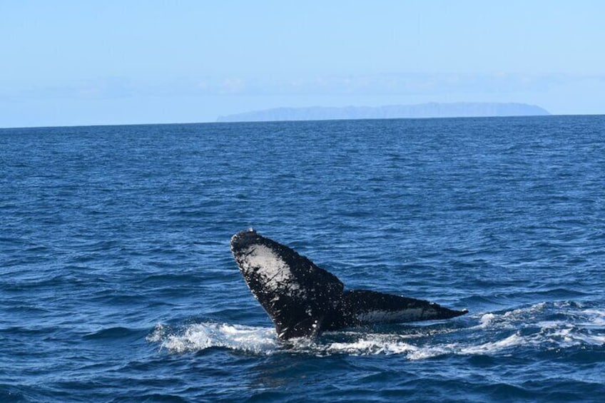 Winter Whale Watching Adventure in Kauai