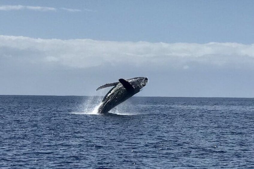 Winter Whale Watching Adventure in Kauai