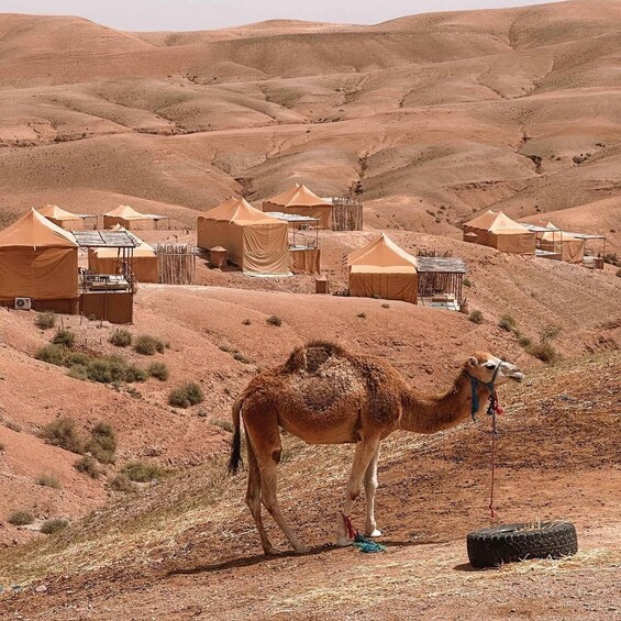 Picture 7 for Activity Marrakech: Agafay Desert Dinner Show with Sunset Camel Ride