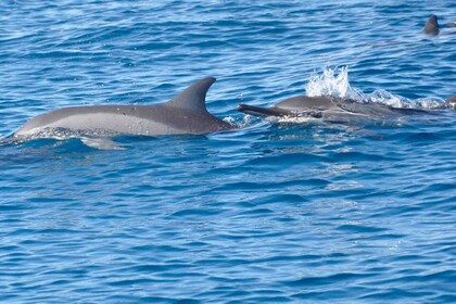 La Preneuse: Dolphin Swimming and Snorkeling Speedboat Trip