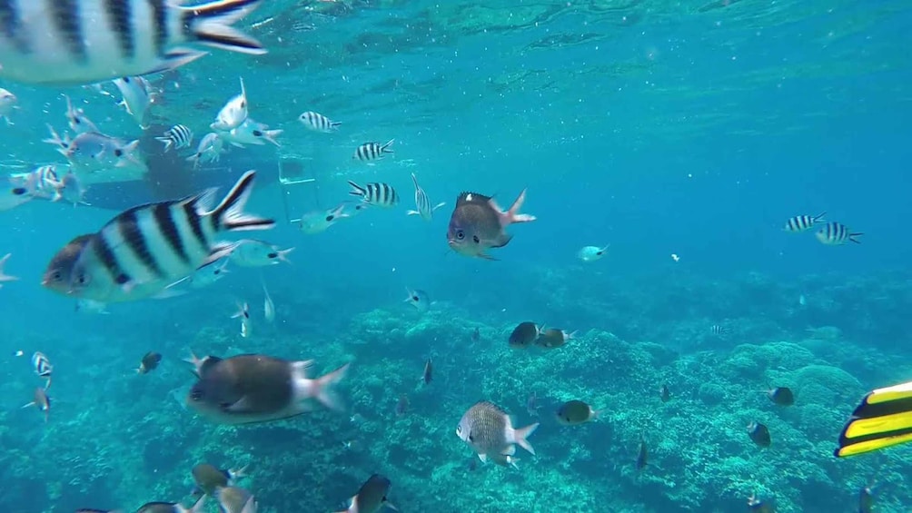 Picture 15 for Activity LA PRENEUSE - Snorkel with Dolphins