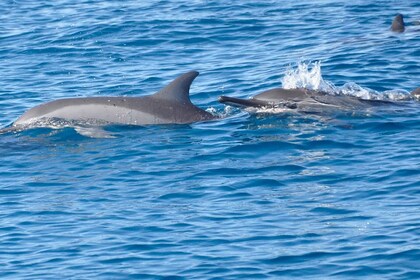 LA PRENEUSE - Snorkel with Dolphins