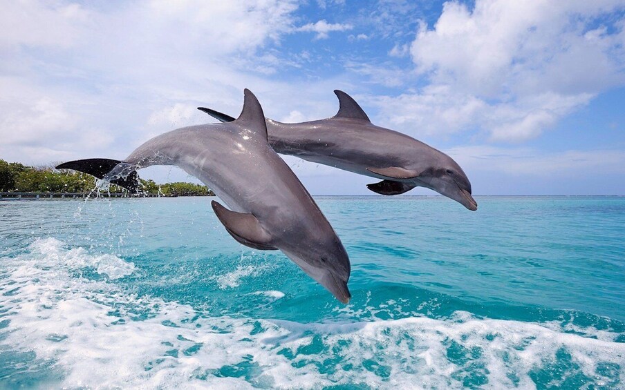 Picture 3 for Activity LA PRENEUSE - Snorkel with Dolphins