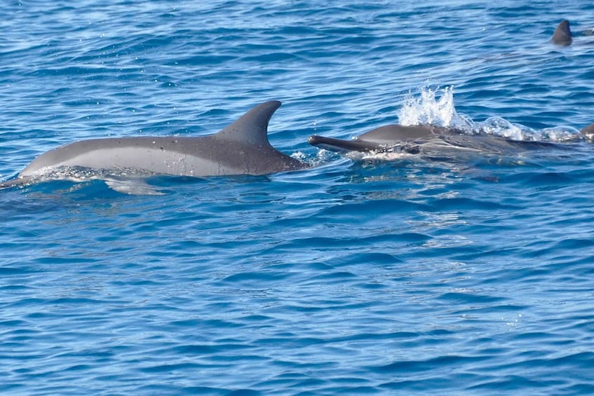 LA PRENEUSE - Snorkel with Dolphins