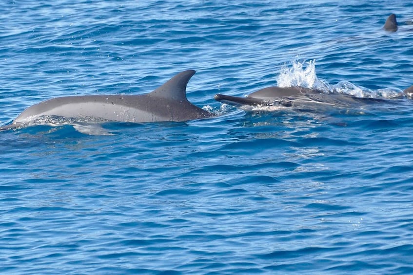 LA PRENEUSE - Snorkel with Dolphins