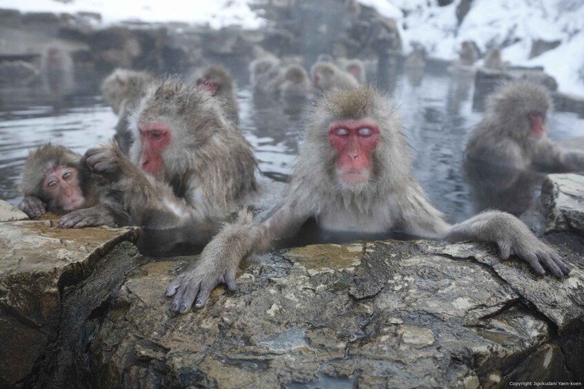 Nagano: Private Transfer Between Station & Snow Monkey Park