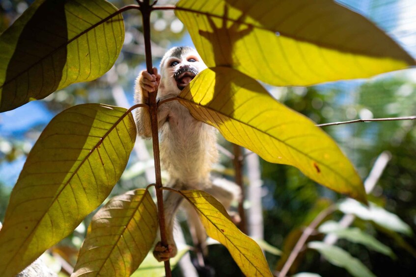 Picture 5 for Activity Manuel Antonio: KSTR Wildlife Sanctuary Guided Tour