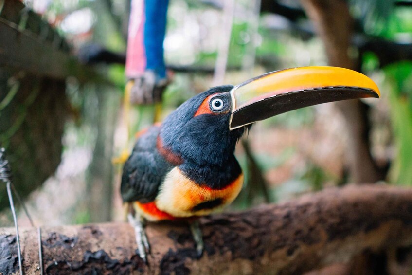 Picture 6 for Activity Manuel Antonio: KSTR Wildlife Sanctuary Guided Tour