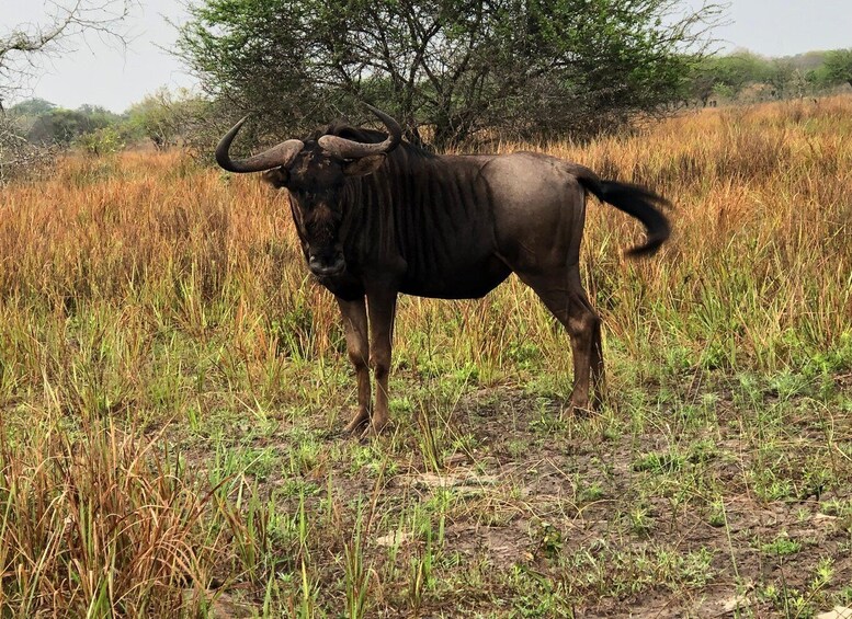 Picture 3 for Activity Safari in Maputo National Park