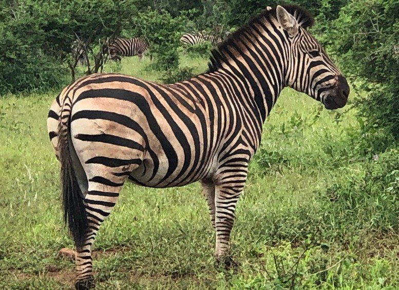 Picture 4 for Activity Safari in Maputo National Park