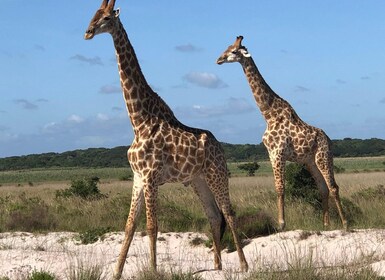 Safari in Maputo National Park