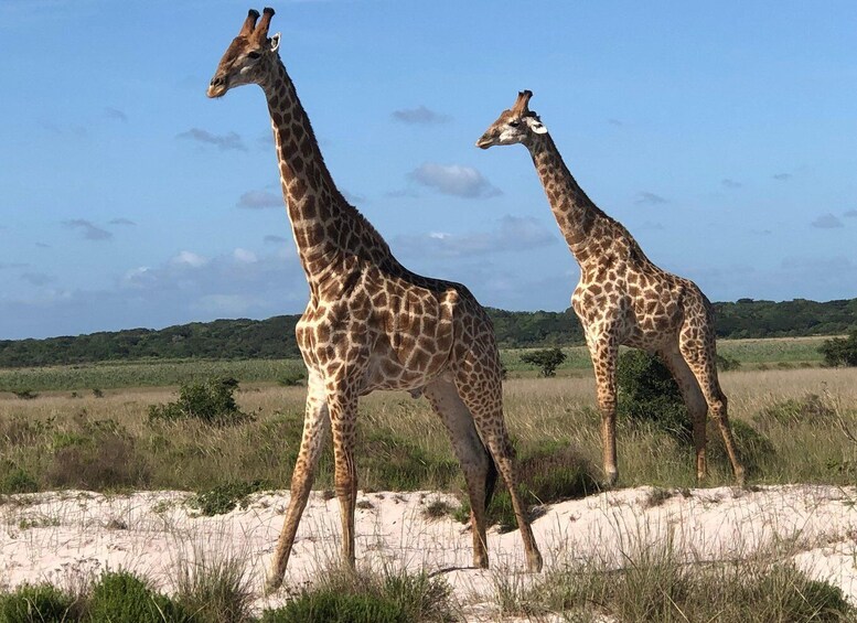 Safari in Maputo National Park