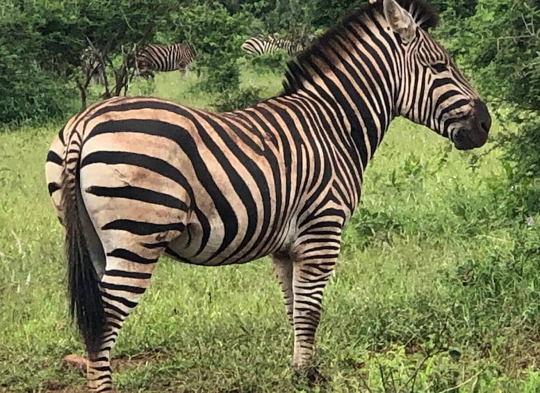 Picture 4 for Activity Safari in Maputo National Park