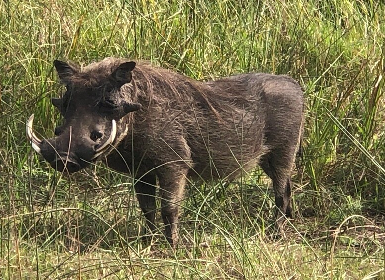 Picture 5 for Activity Safari in Maputo National Park