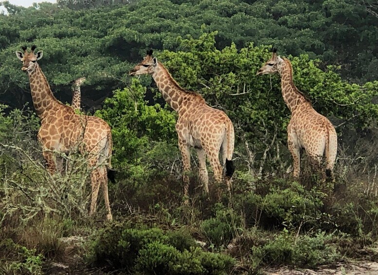 Picture 1 for Activity Safari in Maputo National Park