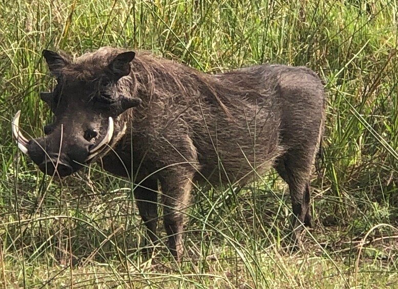 Picture 5 for Activity Safari in Maputo National Park