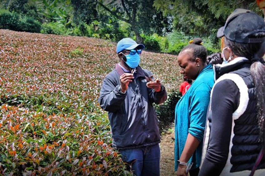 Picture 2 for Activity Purple Tea Farm Tour