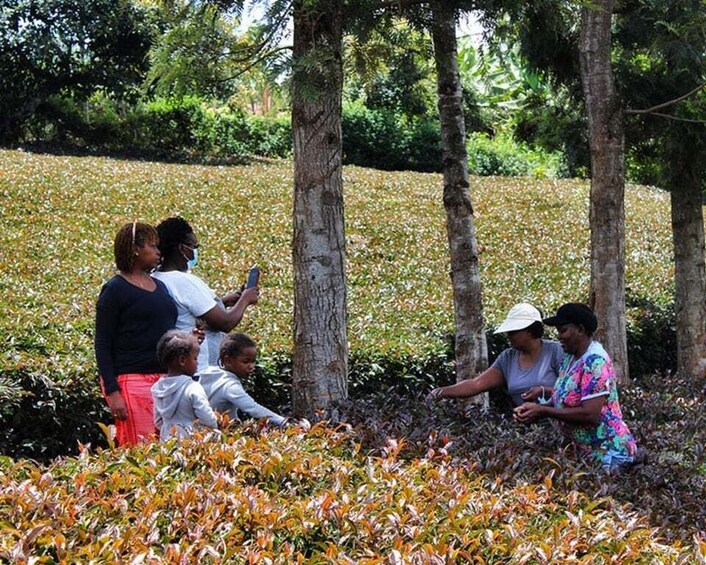 Picture 4 for Activity Purple Tea Farm Tour