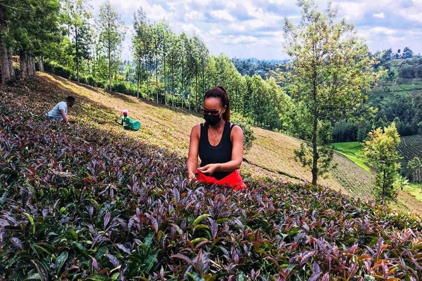 Purple Tea Farm Tour