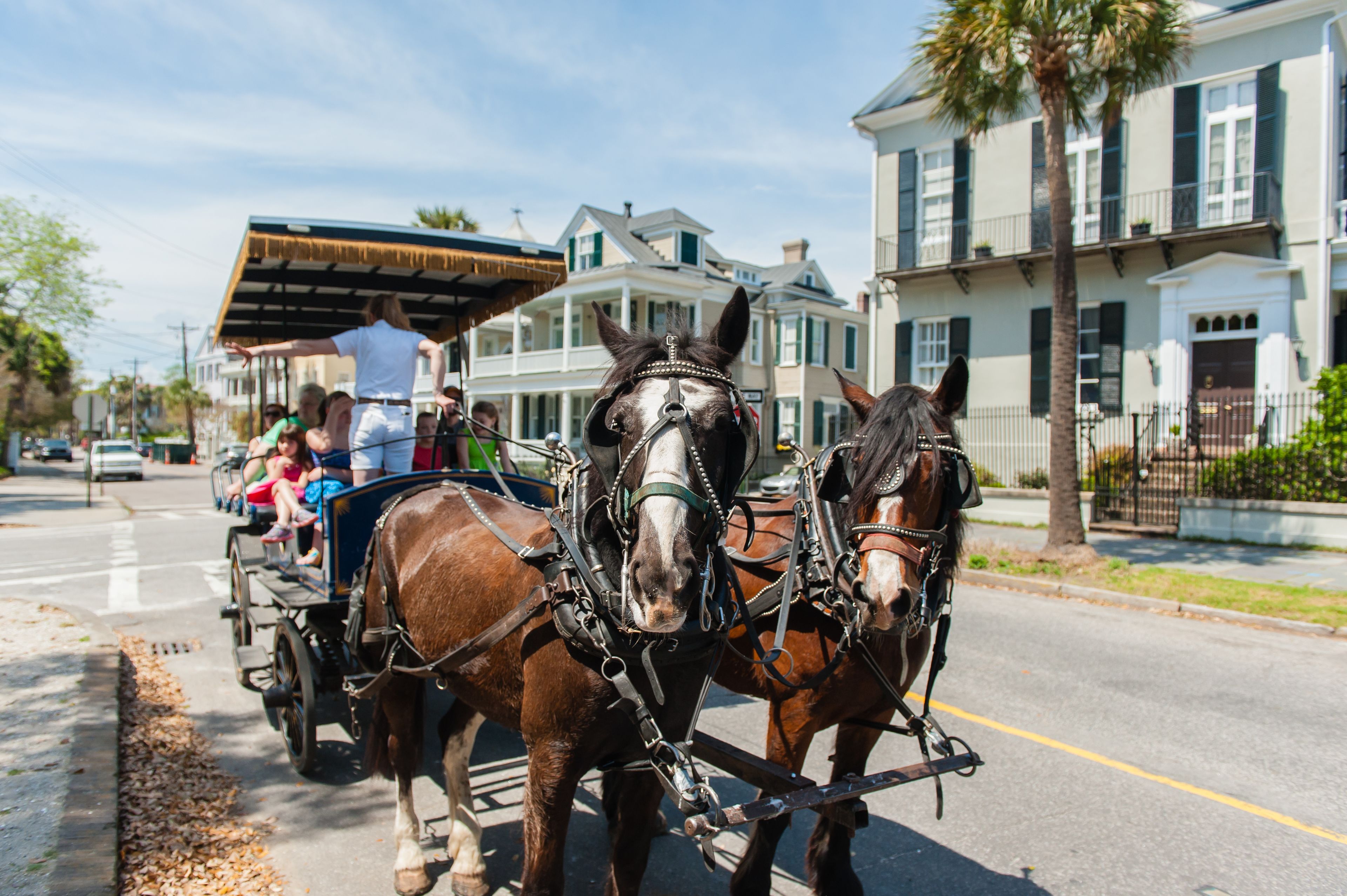 palmetto horse carriage tours