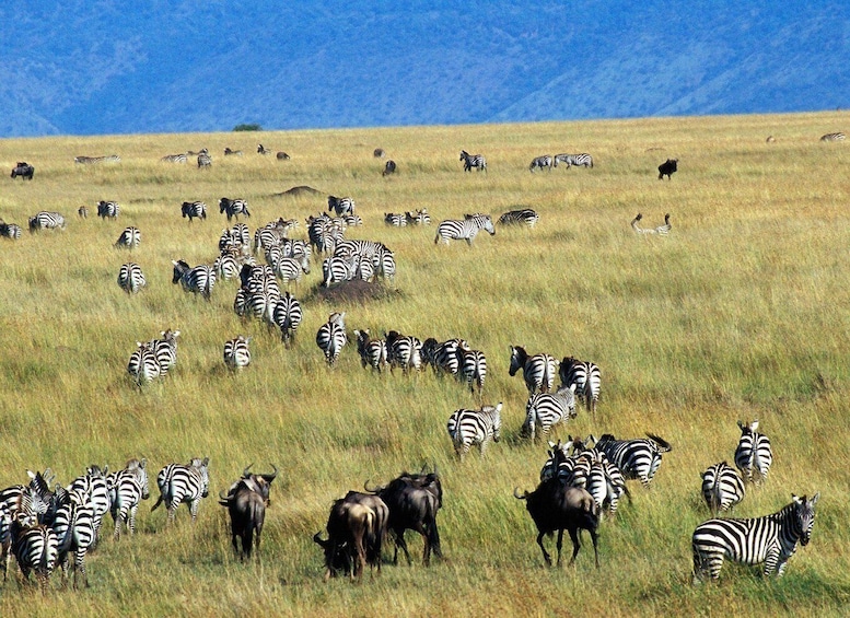 Picture 4 for Activity 5 Days Aberdares Lake Nakuru & Masai Mara Wildlife Safari