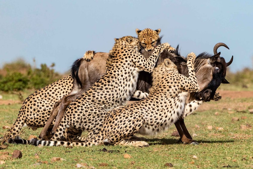 5 Days Aberdares Lake Nakuru & Masai Mara Wildlife Safari