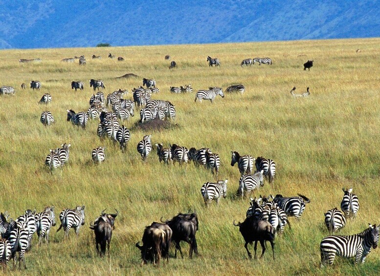 Picture 4 for Activity 5 Days Aberdares Lake Nakuru & Masai Mara Wildlife Safari