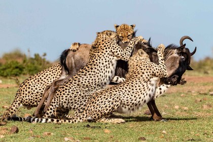 5 Days Aberdares Lake Nakuru & Maasai Mara Wildlife Safari