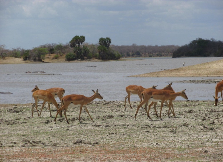 Picture 2 for Activity 2 Days, 1 Night Selous Game Reserve/ Nyerere National Park