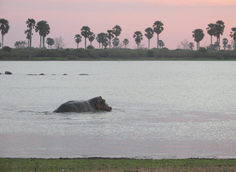 Picture 1 for Activity 2 Days, 1 Night Selous Game Reserve/ Nyerere National Park